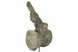 Fossil Sauropod Caudal Vertebra with Metal Stand - Colorado #335457-6